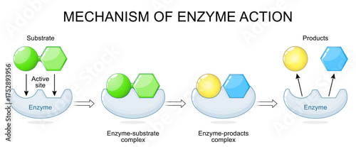Mechanism of enzyme action. Enzyme with Active site, Substrate, Products.
