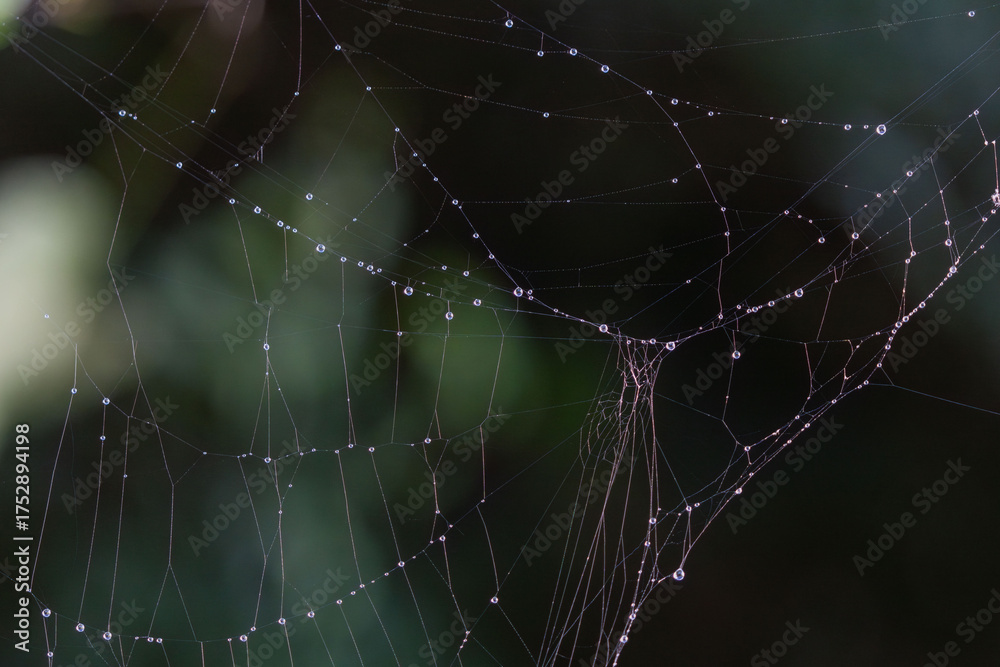 Naklejka premium 秋の森 蜘蛛の巣に付いた雫が輝く01