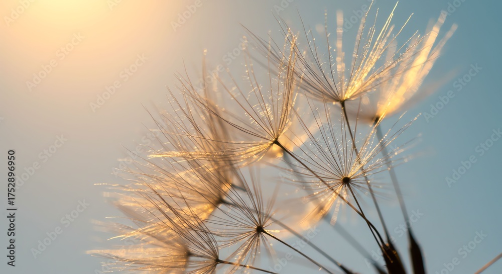 Fototapeta premium Close Up of Dandelion Seeds in Soft Sunlight with Blue Sky Background