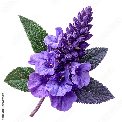 A vibrant close-up of purple flowers, leaves against a stark black background