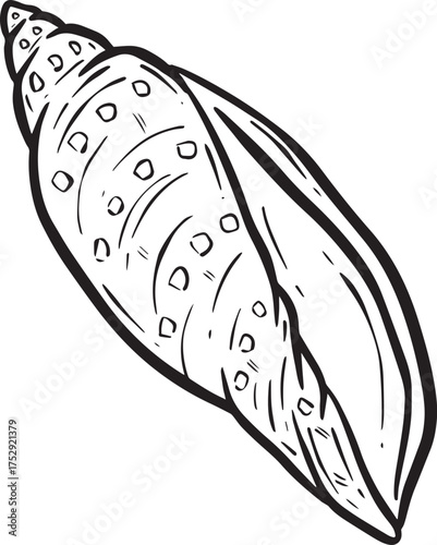 Hand drawn clipart illustration of seashell shell mollusc seaside shellfish 