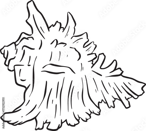 Hand drawn clipart illustration of seashell shell mollusc seaside shellfish 