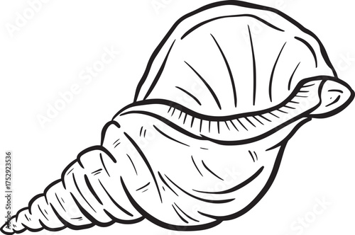 Hand drawn clipart illustration of seashell shell mollusc seaside shellfish 