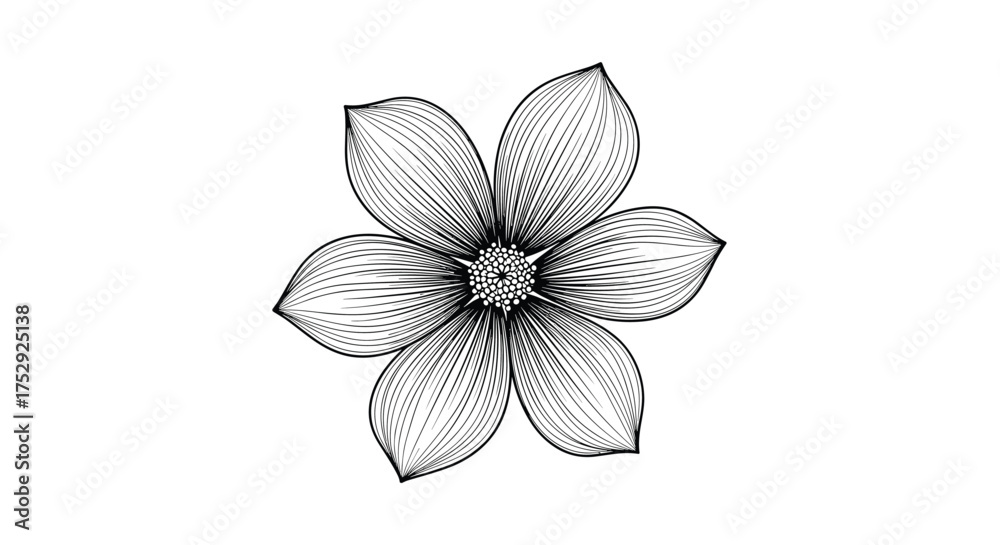 Fototapeta premium Elegant Six Petal Flower Drawing with Detailed Petal Lines.