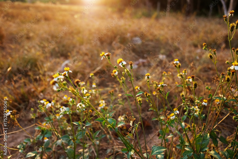 Obraz premium Beautiful dry glass flower field in the meadow in sunset shining in wildflower