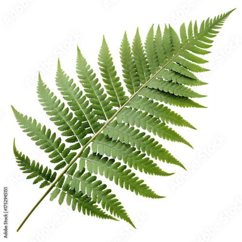 Green Fern Leaf Isolated on Transparent Background