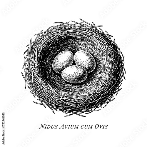 Bird Nest with Eggs Engraving Vector Illustration