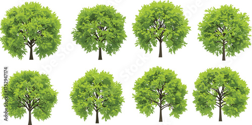 Deciduous tree illustration, green foliage vector, natural landscape design, botanical drawing, summer season trees, eco friendly artwork