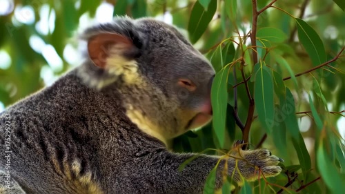 A koala bear rests amidst lush green foliage, gazing peacefully. Focus on its face and fur texture