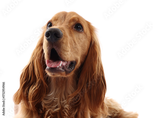 Photography Cute English Cocker Spaniel dog on white background