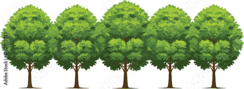 Trees, deciduous foliage, green leaves, rounded canopy, nature illustration, outdoor greenery, environmental design, decorative plants, natural landscape, vibrant forest, garden design