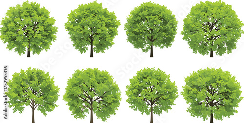 Trees, deciduous foliage, green leaves, summer season, spring trees, nature illustration, outdoor greenery, environmental design, decorative plants, natural landscape, vibrant forest