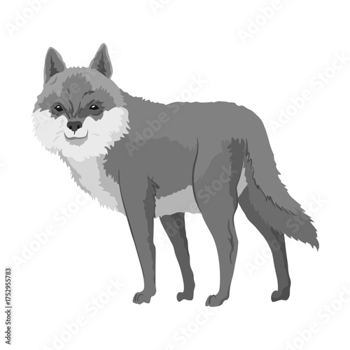 Gray wolf. A predatory beast. Wild forest animal. Vector hand drawn vintage old sketch for stamp, t-shirt or typography or badge