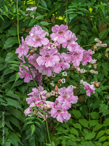 Closeup vertical view of fresh pink and white podranea ricasoliana flowers aka pink trumpet vine on green foliage background