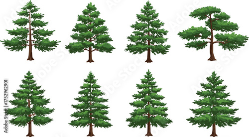 Coniferous tree illustration set, evergreen pine spruce fir collection, forest clipart, green foliage, outdoor vegetation, eco concept, seasonal artwork, landscape design