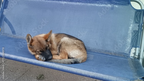 kleiner Hund schläft tief in eiem Schaukel