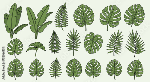 A collection of various green tropical plant leaves displayed in a botanical illustration style.