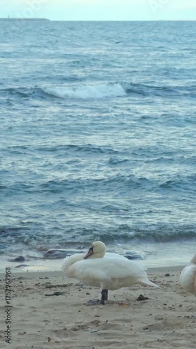 Wild swans on the seashore. A white migratory bird sleeps standing on the beach near the water.