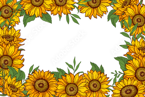 Sunflower frame vector illustration. Sunflowers isolated. Botanical floral illustration. Sunflower background with greenery