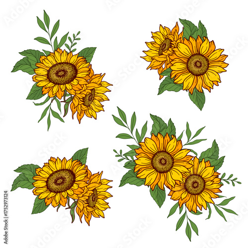 Sunflower vector illustration. Sunflowers isolated. Botanical floral illustration. Yellow summer flower