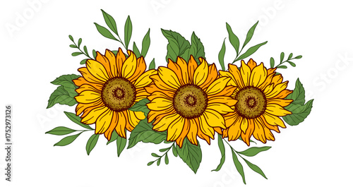 Sunflower vector illustration. Sunflowers isolated. Botanical floral illustration. Yellow summer flower