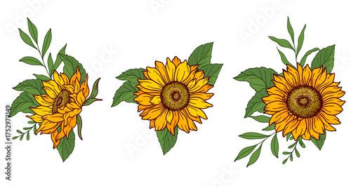 Sunflower vector illustration. Sunflowers isolated. Botanical floral illustration. Yellow summer flower