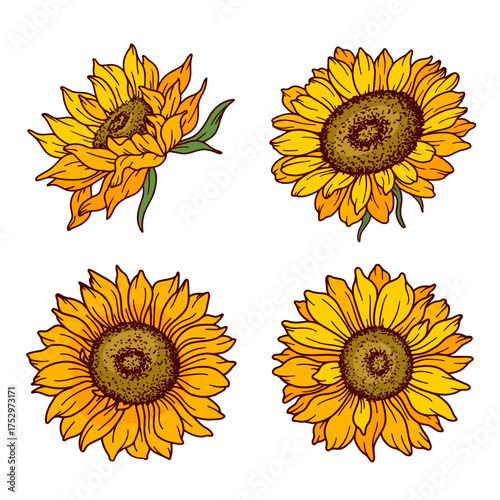 Sunflower vector illustration. Sunflowers isolated. Botanical floral illustration. Yellow summer flower