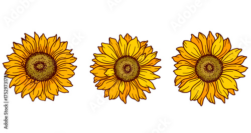 Sunflower vector illustration. Sunflowers isolated. Botanical floral illustration. Yellow summer flower