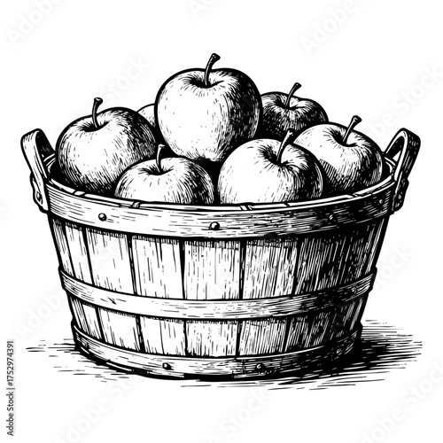 Basket Full Apples Engraving Vector Illustration