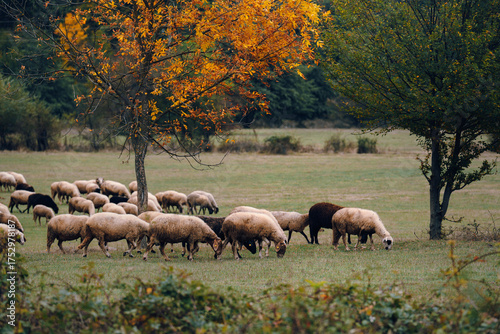 herd of sheep in autumn