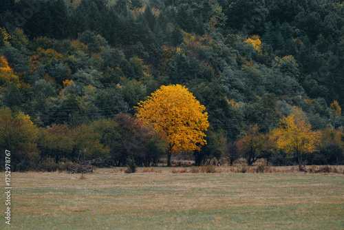 Yellow tree in the autumn forest