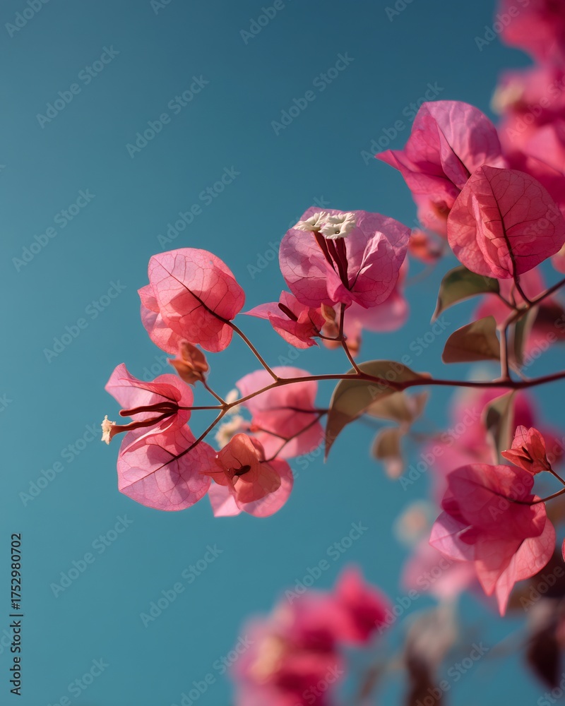 Obraz premium Pink Bougainvillea blossom against clear blue sky authentic teaching moment realistic human expression natural soft lighting shallow DOF cinematic tone photorealistic DSLR photo 85mm lens professional