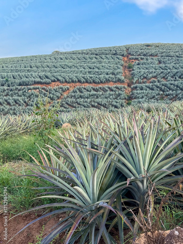Sustainable Pineapple Plantations in Kerala Hills, India
