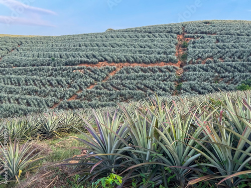 Sustainable Pineapple Plantations in Kerala Hills, India