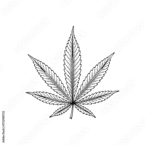 Cannabis Marijuana Weed Leaf Engraving Vector Illustration