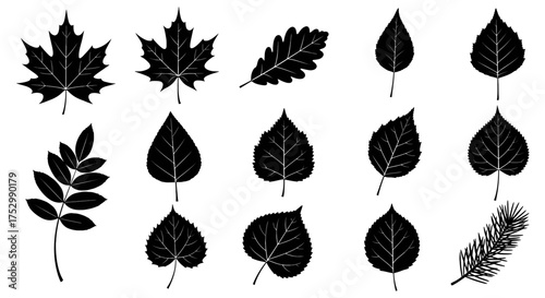 Collection of various leaf silhouettes, including maple, oak, birch, and pine, arranged on a white background.