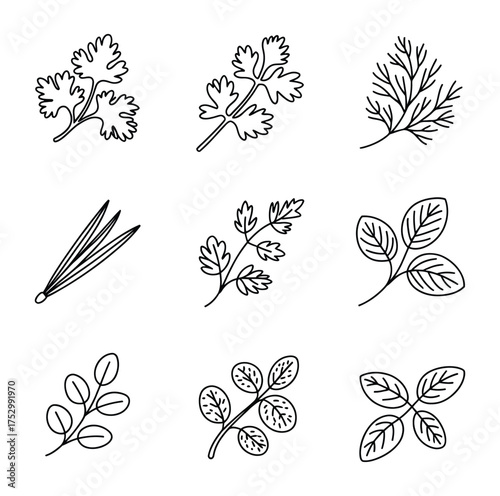 Herb sprigs and leaves botanical illustrations herbs