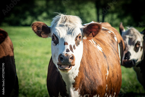 Focus sur la tête d'une génisse de race normande