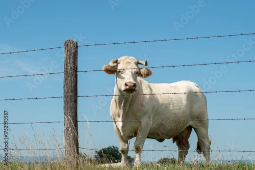 Obraz Vache Charolaise avec cornes derrière une clôture de fil barbelé