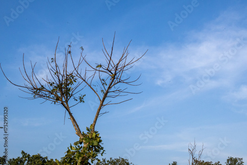 Fotografi Deciduous Indian Elm (Holoptelea) tree with sparse leaves reaches toward blue sk