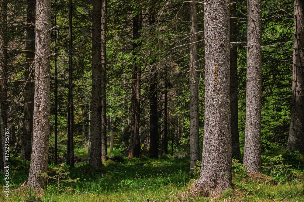 Obraz premium nature sceneries inside the Paneveggio natural park, Predazzo, Dolomites, Italy