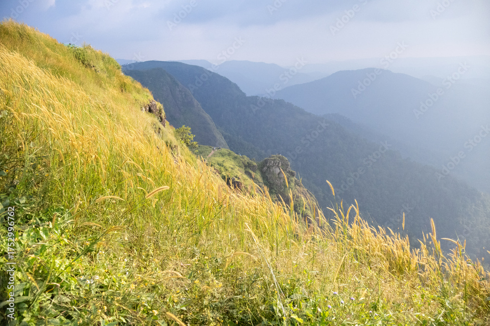 Fototapeta premium Field of Imperata cylindrica, or cogon grass, with yellow stalks bending in the breeze, forms a beautiful natural carpet on Kerala’s open slopes