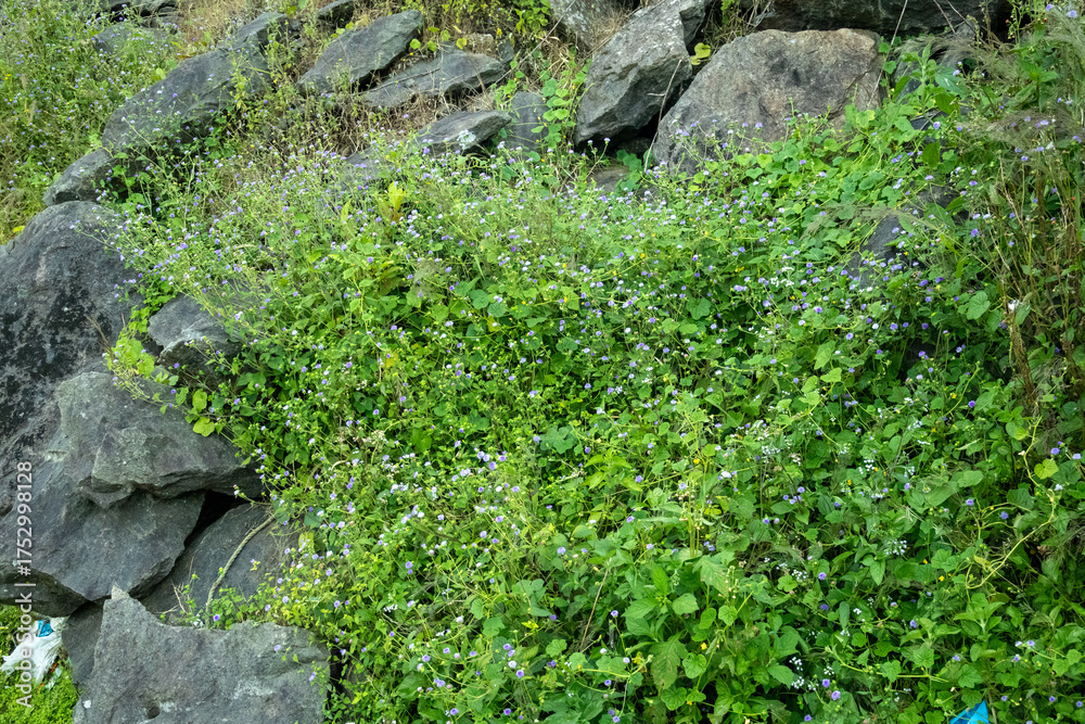 Obraz premium A dense patch of Ageratum conyzoides (billygoat-weed) with clusters of small purple flowers blankets the rocky hillside in Kerala, offering a vibrant mix of foliage and wild blooms