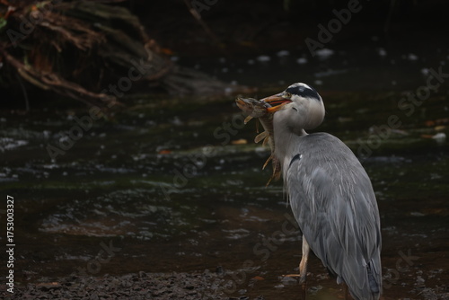 Heron with pike