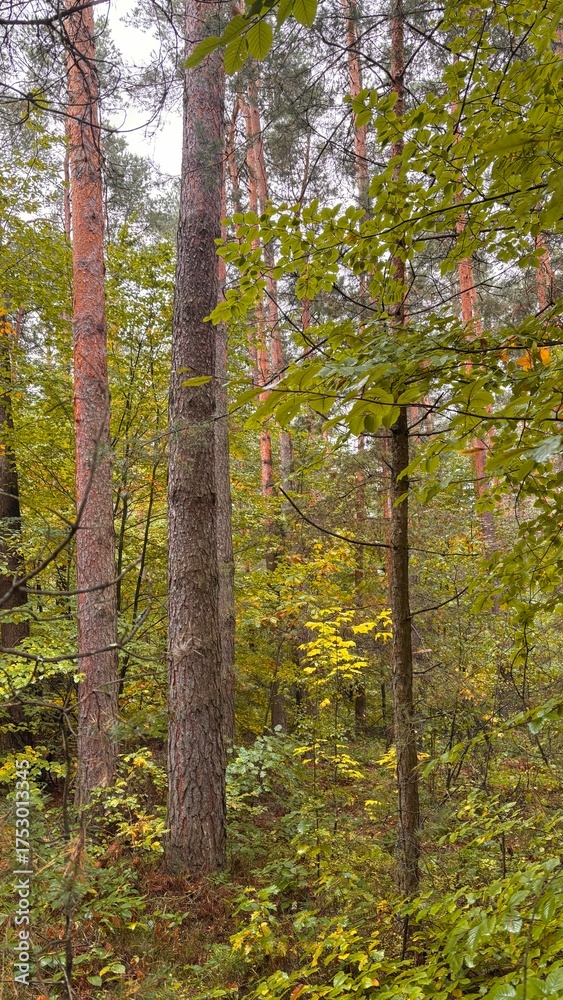 Fototapeta premium young green pine trees