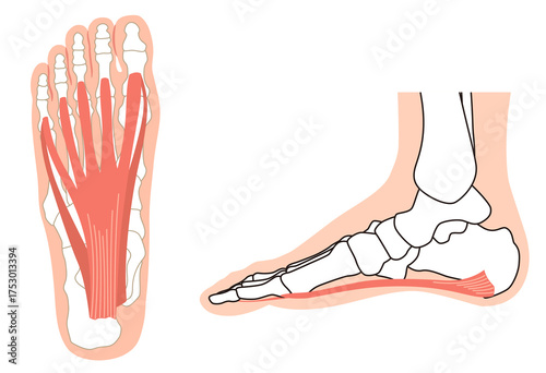 足底筋膜　足底腱膜　足底筋膜炎　足の筋肉