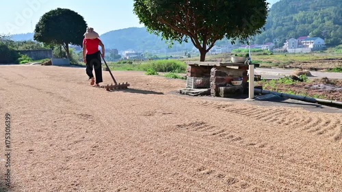 Farmers turning over the grain in the threshing ground in autumn