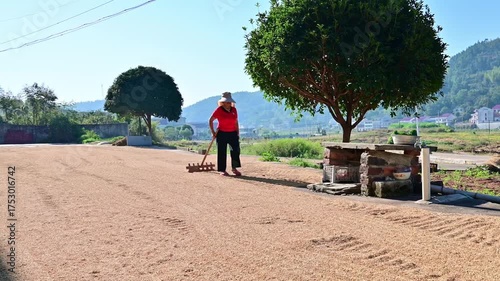 Farmers turning over the grain in the threshing ground in autumn