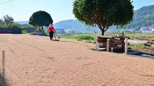 Farmers turning over the grain in the threshing ground in autumn