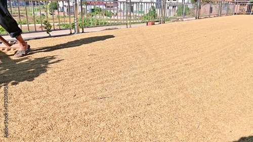 Farmers turning over the grain in the threshing ground in autumn